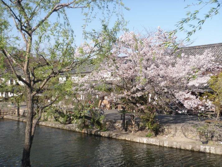 岡山県の桜の名所 倉敷美観地区編２ デジタル岡山大百科