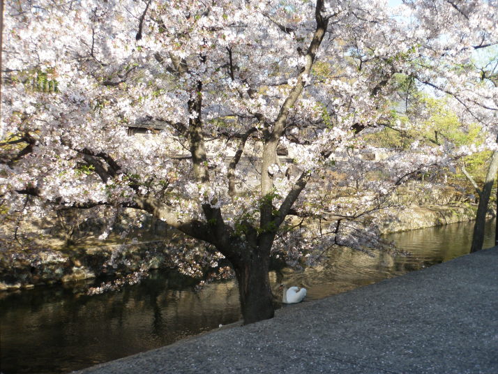 岡山県の桜の名所 倉敷美観地区編２ デジタル岡山大百科