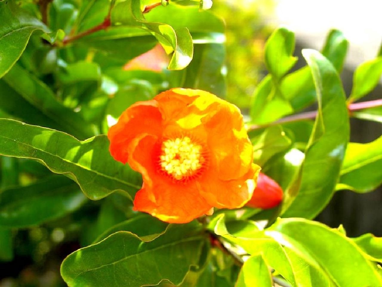 岡山 月々の花 5月 03 サ行