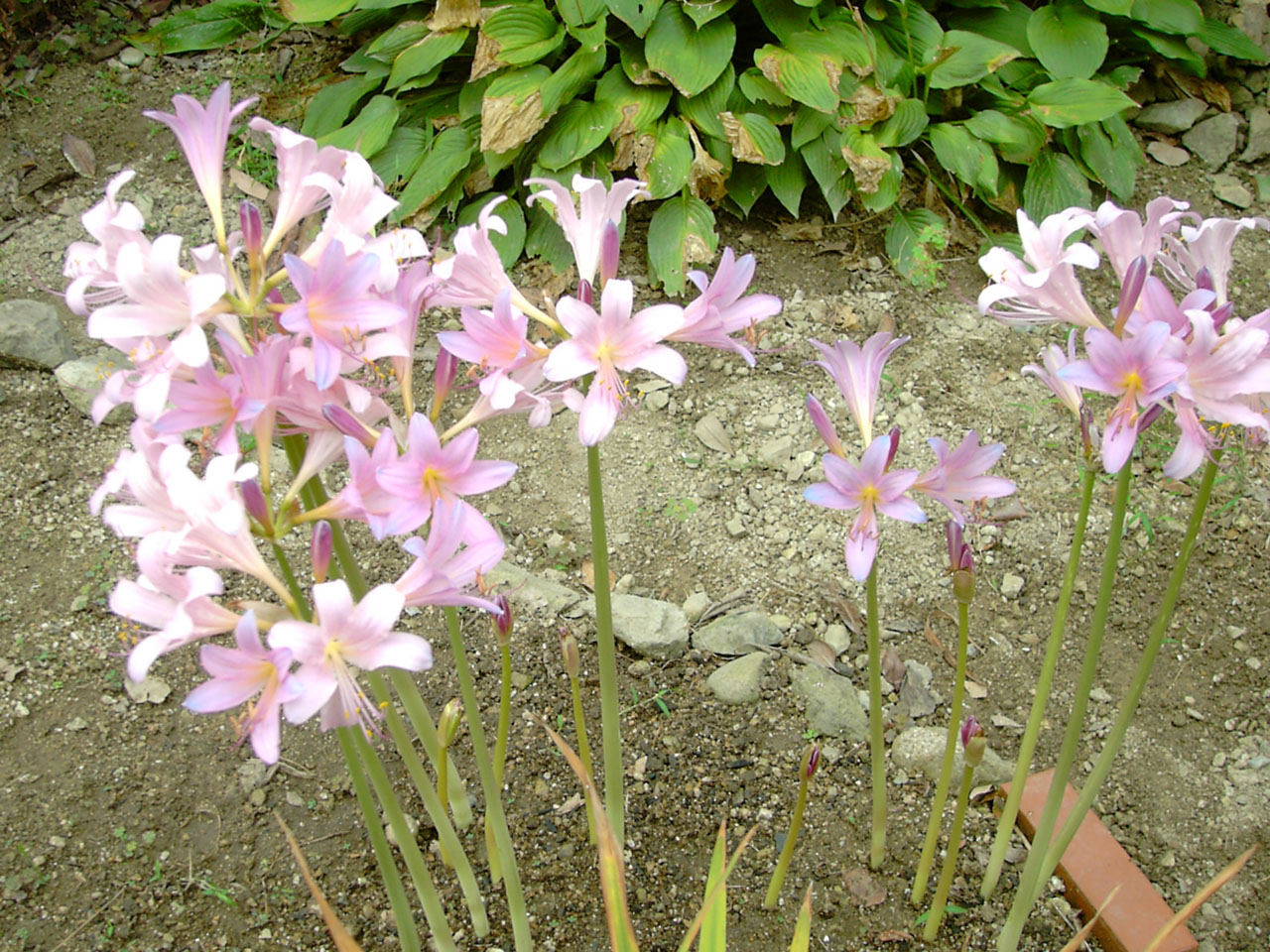 岡山 月々の花 8月 ナ行