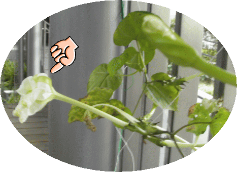 夏の暑い日 ついついエアコンのリモコンに手を伸ばし ついでに設定温度をぐんぐん下げてしまう でも ちょっと待った それって 温暖化問題で地球環境にもよくないし 電気代を考えればおサイフにもキビシイですよね そこで 岡山県立