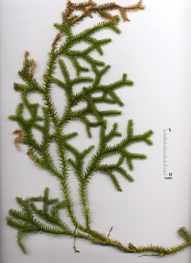 岡山市龍ノ口山と周辺の植物-ヒカゲノカズラ-《デジタル岡山大百科》