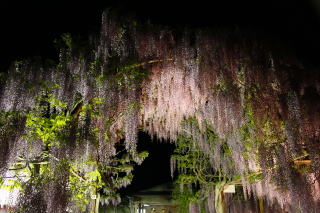 藤公園１