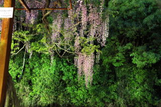 藤公園２