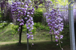 藤の花