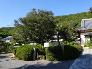 延寿の椿