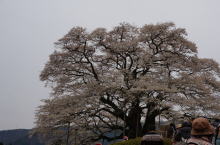 醍醐桜（スナップ）