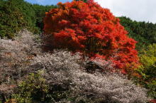 四季桜とモミジの紅葉（スナップ）