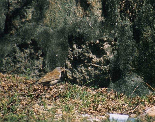 Vn
