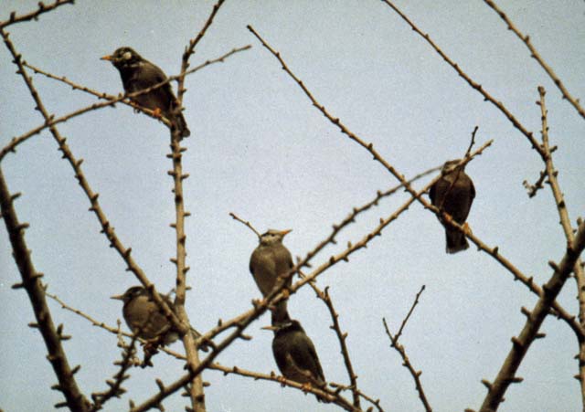 Nh