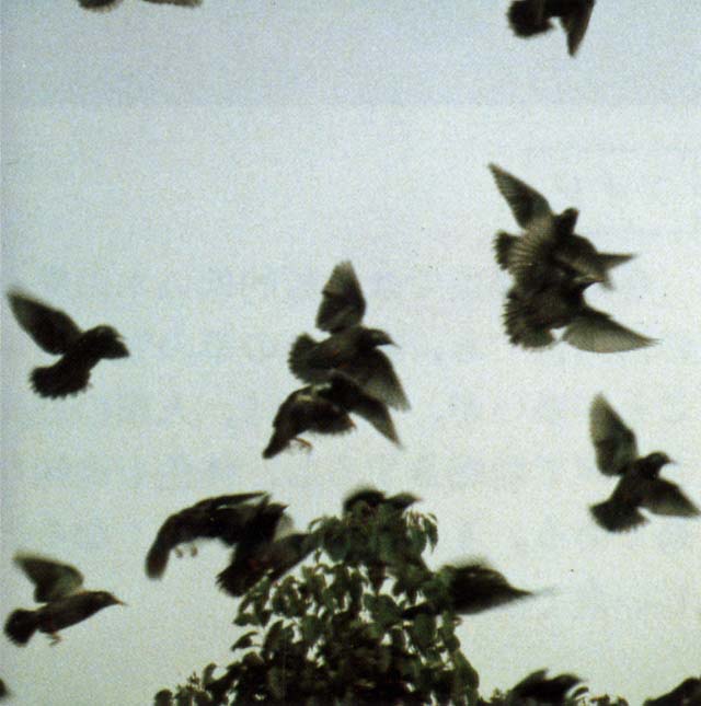 Nh