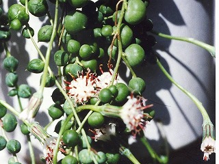 グリーンネッレス−花と葉