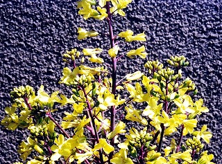 ハボタン−花