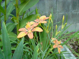 ヒオウギ−花