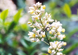 ナンテン−花