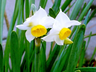 ニホンスイセン−花