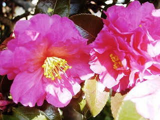 サザンカ−花