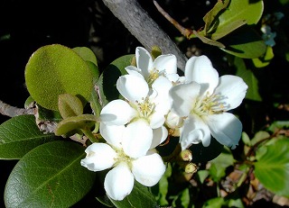シャリンバイ−花