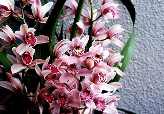 シンビジュウム−花