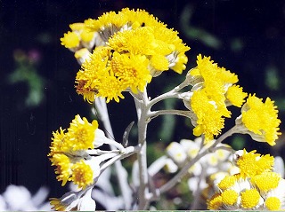 シロタエギク−花
