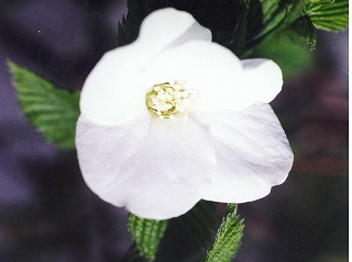 シロヤマブキ−花
