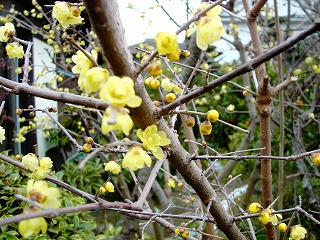 ソシンロウバイ−花と枝