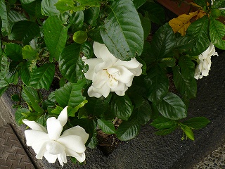 クチナシ